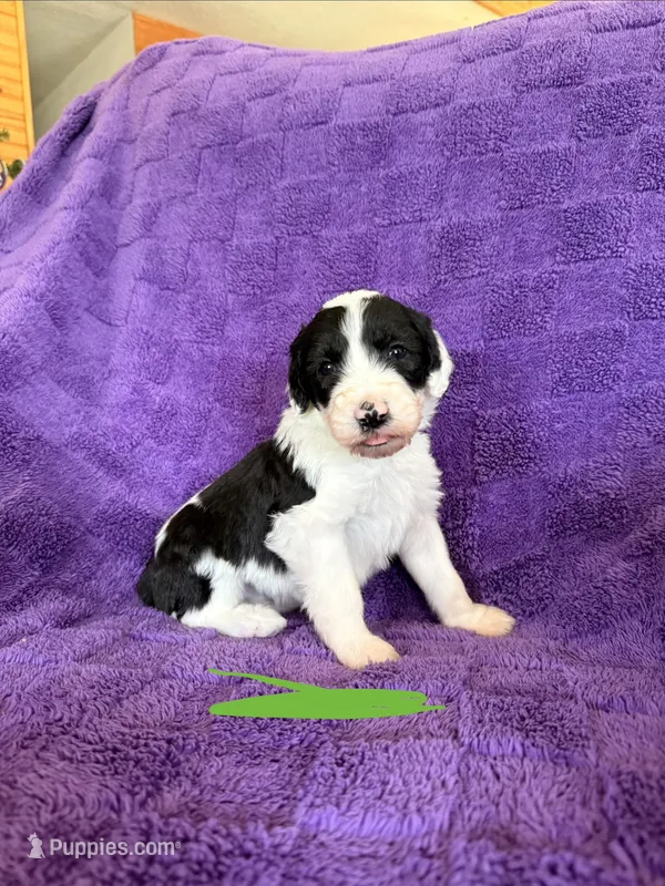 Green – Sheepadoodle puppy for sale in Patch Grove, WI