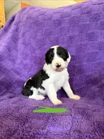 Green, a female Sheepadoodle for sale in Patch Grove, WI – 1 of 4