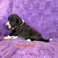 Orange, a female Sheepadoodle for sale in Patch Grove, WI – 3 of 4