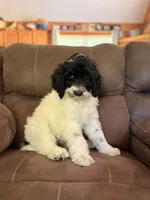 Blue-potty trained, a female Sheepadoodle for sale in Patch Grove, WI – 4 of 7