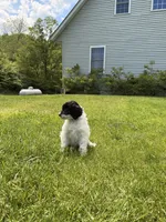 Blue, a female Sheepadoodle for sale in Patch Grove, WI – 5 of 6
