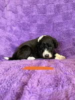 Orange, a female Sheepadoodle for sale in Patch Grove, WI – 2 of 4