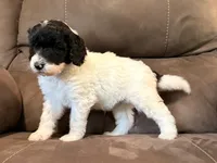 Blue, a female Sheepadoodle for sale in Patch Grove, WI – 1 of 6