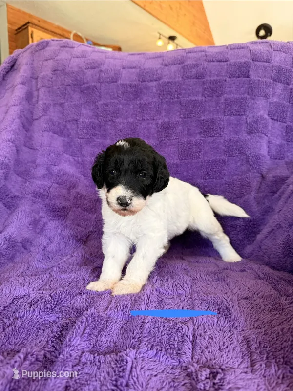 Blue, a female Sheepadoodle for sale in Patch Grove, WI – 1 of 3