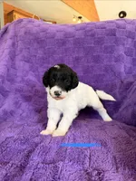 Blue, a female Sheepadoodle for sale in Patch Grove, WI – 1 of 3