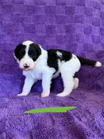 Green, a female Sheepadoodle for sale in Patch Grove, WI – 3 of 4