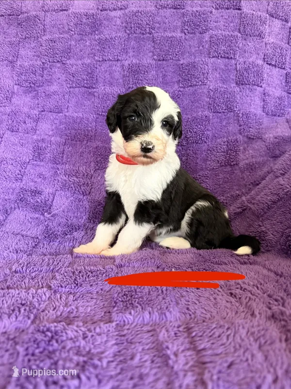 Red – Sheepadoodle puppy on hold in Patch Grove, WI