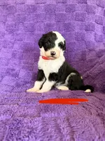Red, a female Sheepadoodle for sale in Patch Grove, WI – 1 of 1