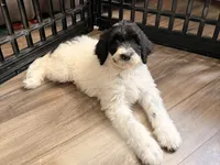 Blue-potty trained, a female Sheepadoodle for sale in Patch Grove, WI – 7 of 7