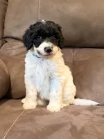 Blue, a female Sheepadoodle for sale in Patch Grove, WI – 4 of 6