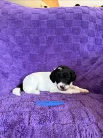 Blue, a female Sheepadoodle for sale in Patch Grove, WI – 3 of 3