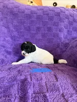 Blue, a female Sheepadoodle for sale in Patch Grove, WI – 2 of 3