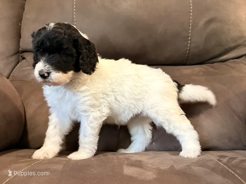Blue – Sheepadoodle puppy for sale in Patch Grove, WI