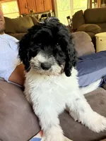 Blue-potty trained, a female Sheepadoodle for sale in Patch Grove, WI – 6 of 7