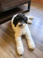 Blue-potty trained, a female Sheepadoodle for sale in Patch Grove, WI – 2 of 7