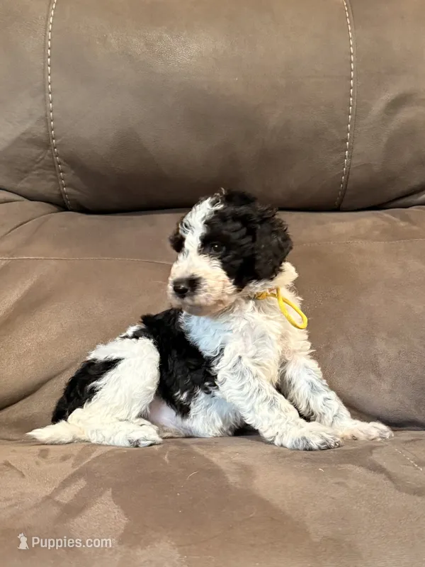 Yellow – Sheepadoodle puppy for sale in Patch Grove, WI