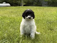 Blue, a female Sheepadoodle for sale in Patch Grove, WI – 2 of 6