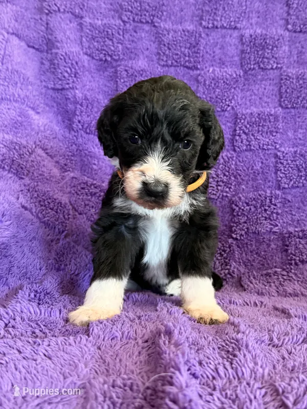 Orange – Sheepadoodle puppy for sale in Patch Grove, WI