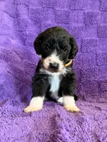 Orange, a female Sheepadoodle for sale in Patch Grove, WI – 1 of 4