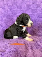 Orange, a female Sheepadoodle for sale in Patch Grove, WI – 4 of 4