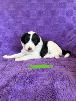 Green, a female Sheepadoodle for sale in Patch Grove, WI – 4 of 4