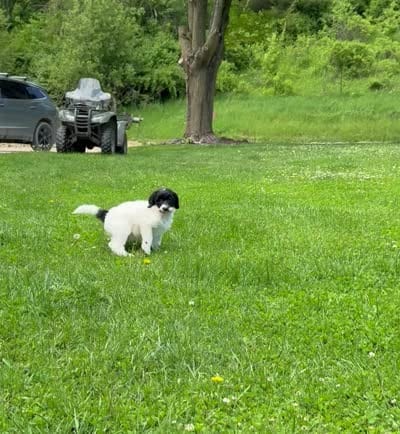 Blue, a female Sheepadoodle for sale in Patch Grove, WI – 6 of 6