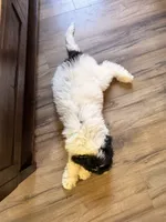Blue-potty trained, a female Sheepadoodle for sale in Patch Grove, WI – 5 of 7