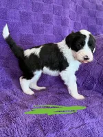 Green, a female Sheepadoodle for sale in Patch Grove, WI – 2 of 4
