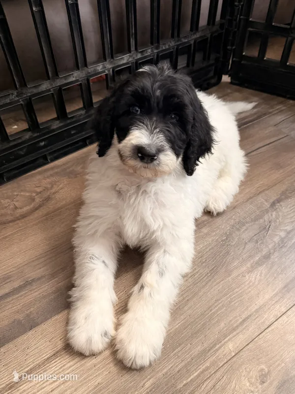 Blue – Sheepadoodle puppy for sale in Patch Grove, WI