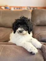 Blue-potty trained, a female Sheepadoodle for sale in Patch Grove, WI – 3 of 7
