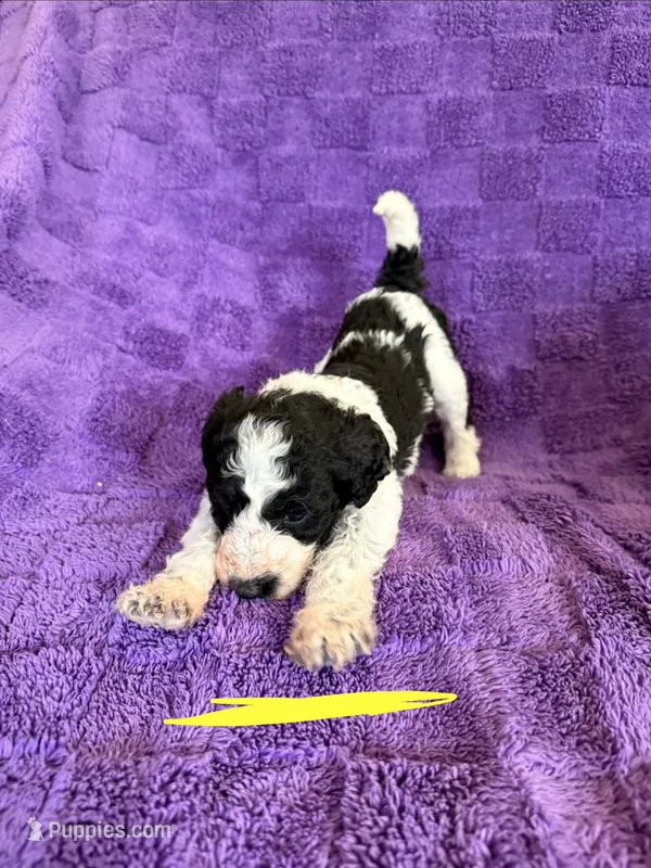 Yellow – Sheepadoodle puppy for sale in Patch Grove, WI