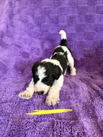 Yellow, a female Sheepadoodle for sale in Patch Grove, WI – 1 of 1