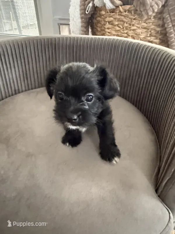 Black girl  – Shorkie puppy for sale in Mather, CA
