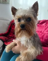 Black girl , a female Shorkie for sale in Mather, CA – 5 of 6