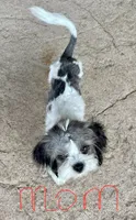 Black girl , a female Shorkie for sale in Mather, CA – 6 of 6