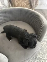 Black girl , a female Shorkie for sale in Mather, CA – 2 of 6