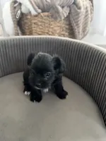 Black girl , a female Shorkie for sale in Mather, CA – 4 of 6