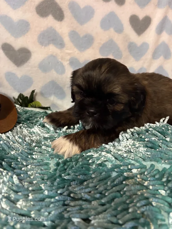Toby – Shih Tzu puppy for sale in Buda, TX