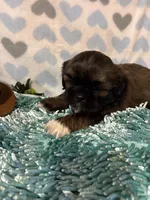 Toby, a male Shih Tzu for sale in Buda, TX – 1 of 3