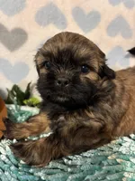 Milo, a male Shih Tzu for sale in Buda, TX – 4 of 4