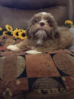 MILO, a male Shih Tzu for sale in Buda, TX – 3 of 7