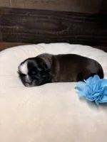 LiL cowboy, a male Shih Tzu for sale in Buda, TX – 2 of 4