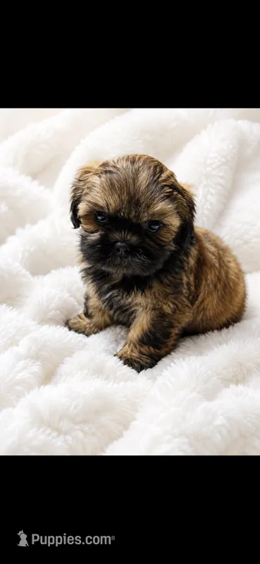 Cutie – Shih Tzu puppy for sale in Buda, TX