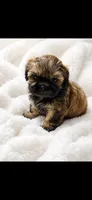 Cutie, a male Shih Tzu for sale in Buda, TX – 1 of 7