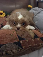 MILO, a male Shih Tzu for sale in Buda, TX – 4 of 7