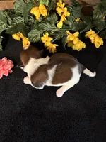 Hope, a female Shih Tzu for sale in Buda, TX – 3 of 5