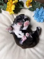 LiL cowboy, a male Shih Tzu for sale in Buda, TX – 3 of 4