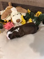 Love, a female Shih Tzu for sale in Buda, TX – 1 of 6