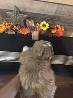 Zues, a male Shih Tzu for sale in Buda, TX – 3 of 5