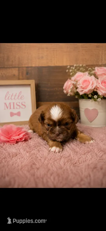 PRINCESS – Shih Tzu puppy for sale in Buda, TX